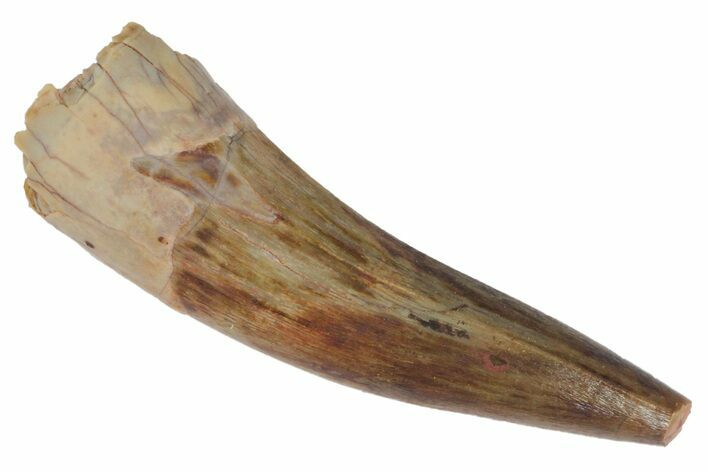 Fossil Phytosaur Tooth - Arizona #164658